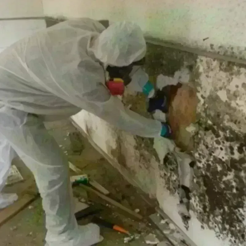 Mold Remediation and Removal in Yuma County, AZ